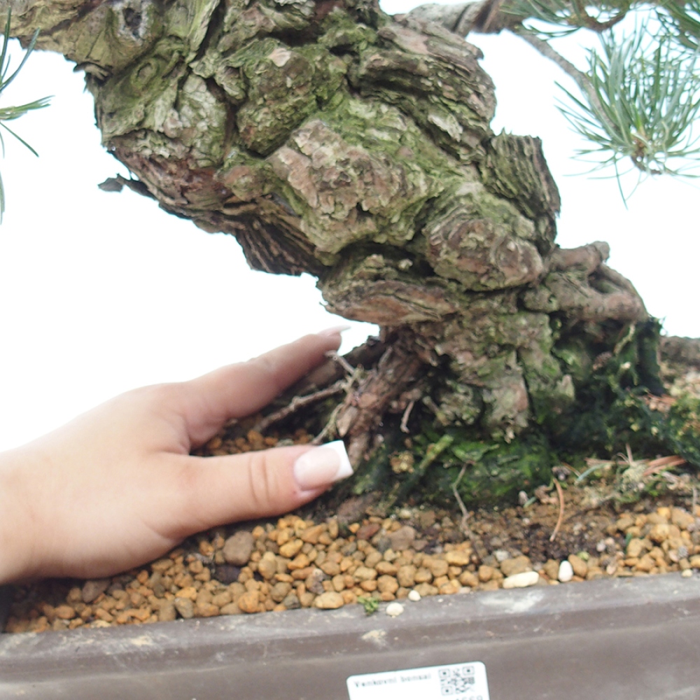 Bonsai für draußen - Pinus parviflora - Pinus parviflora