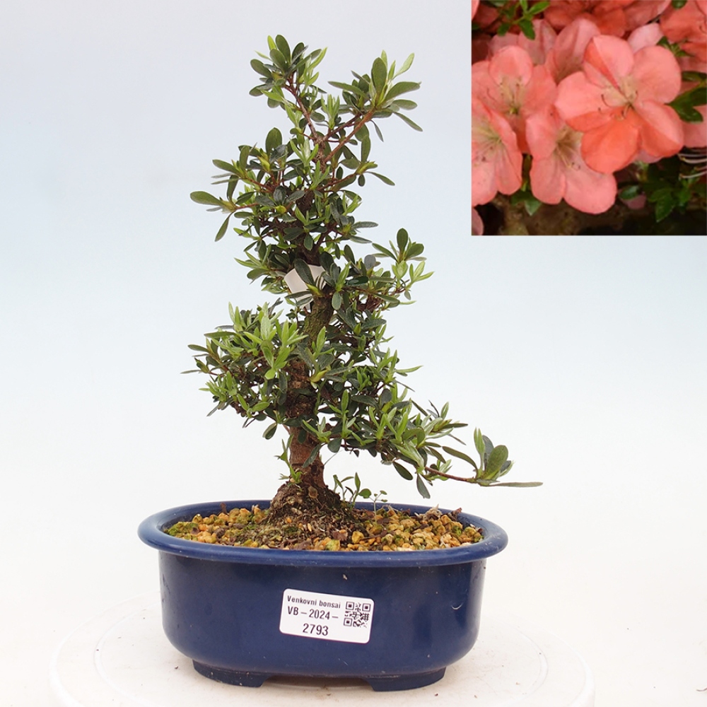 Bonsai im Freien - Japanische Azalee - Azalea Asazakura