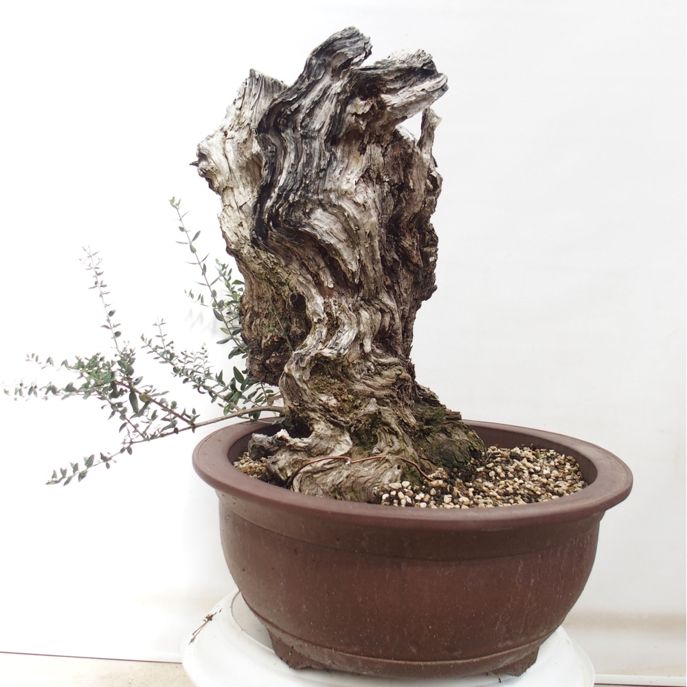 Indoor-Bonsai - Olea europaea sylvestris - Europäisches kleinblättriges Olivenöl