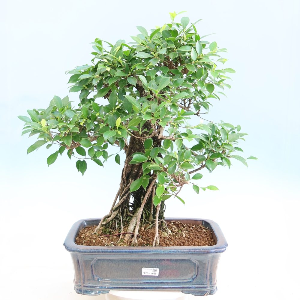 Zimmerbonsai - Ficus kimmen - Kleinblättriger Ficus
