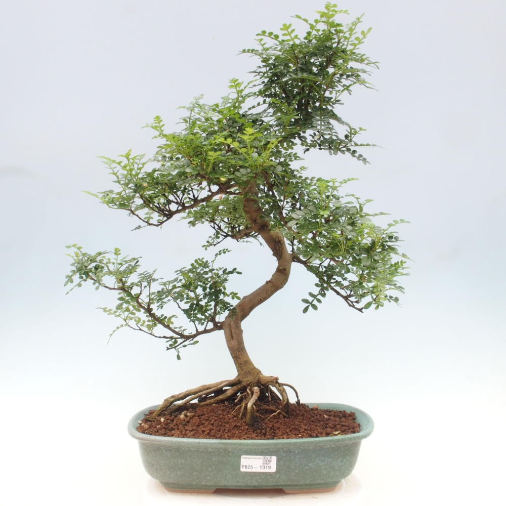 Zimmerbonsai - Zantoxylum piperitum - Pfefferminze