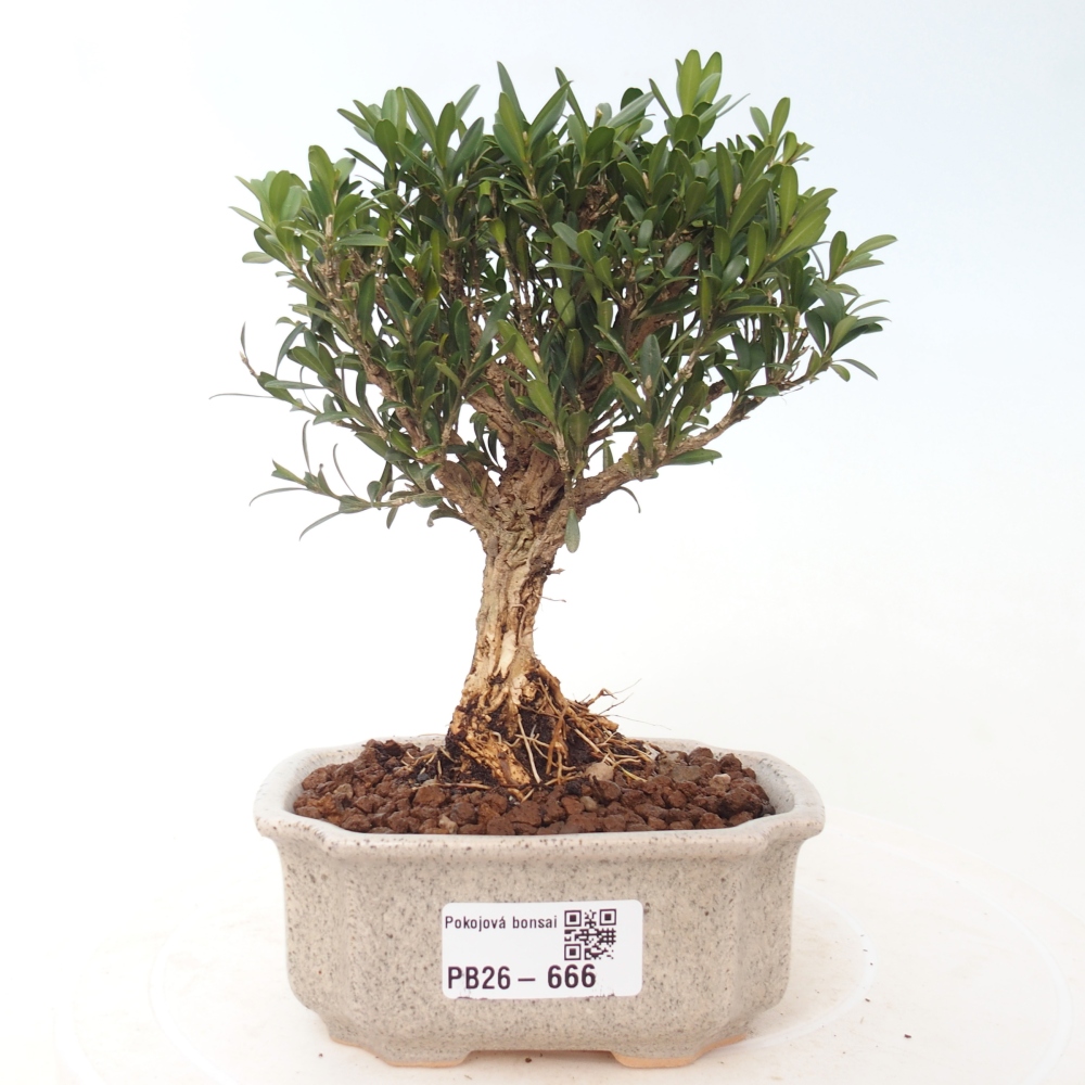 Zimmer Bonsai - Buxus harlandii - Korkbuxus