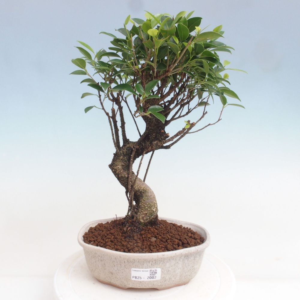 Indoor-Bonsai - Ficus retusa - kleiner Ficus