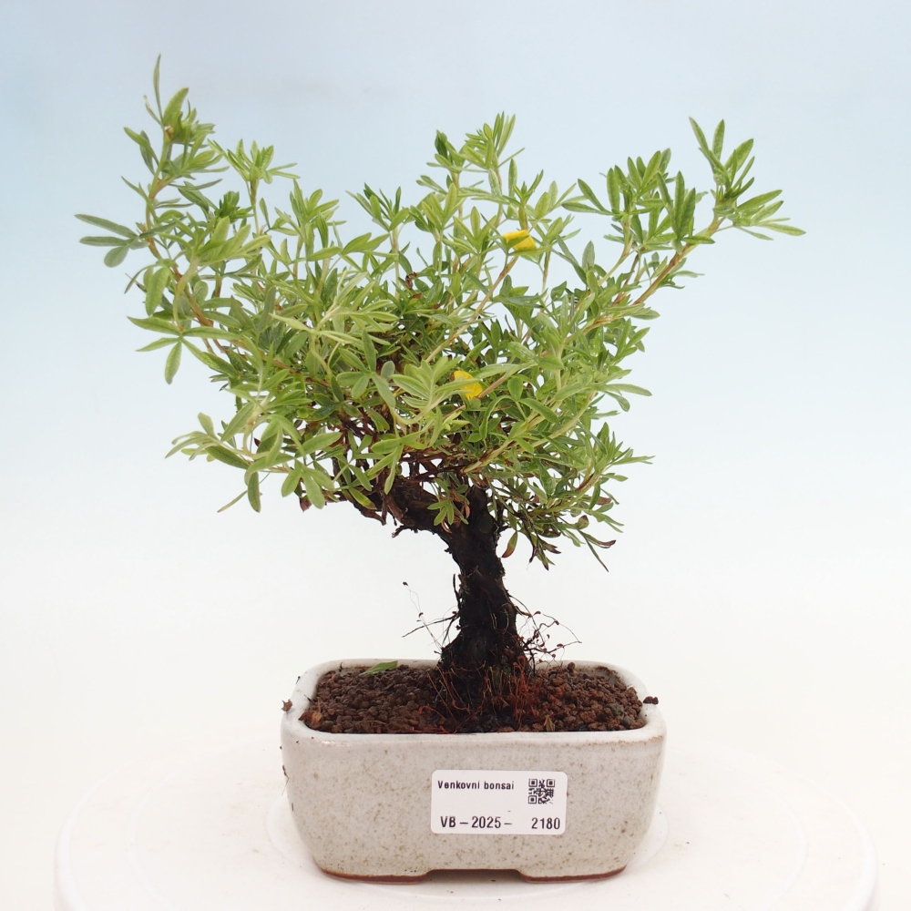 Outdoor-Bonsai-Fingerkraut - Potentila fruticosa gelber Vogel