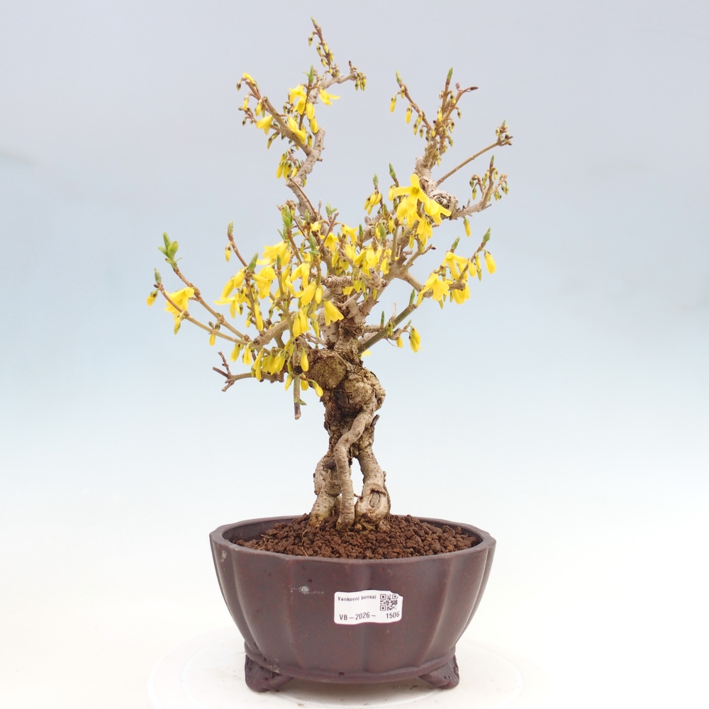 Bonsai für draußen - Zlatice - Forsythia koreana