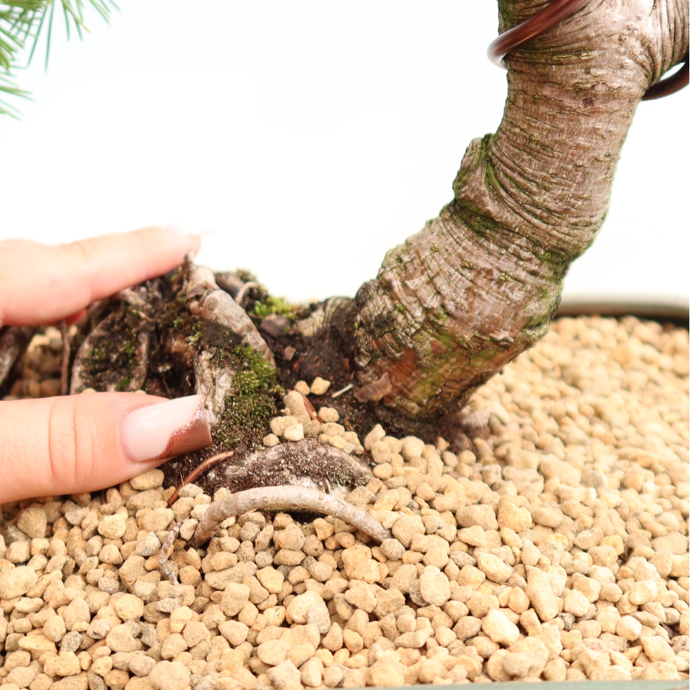Bonsai für den Außenbereich – Pinus mugo Humpy – Zwergkiefer