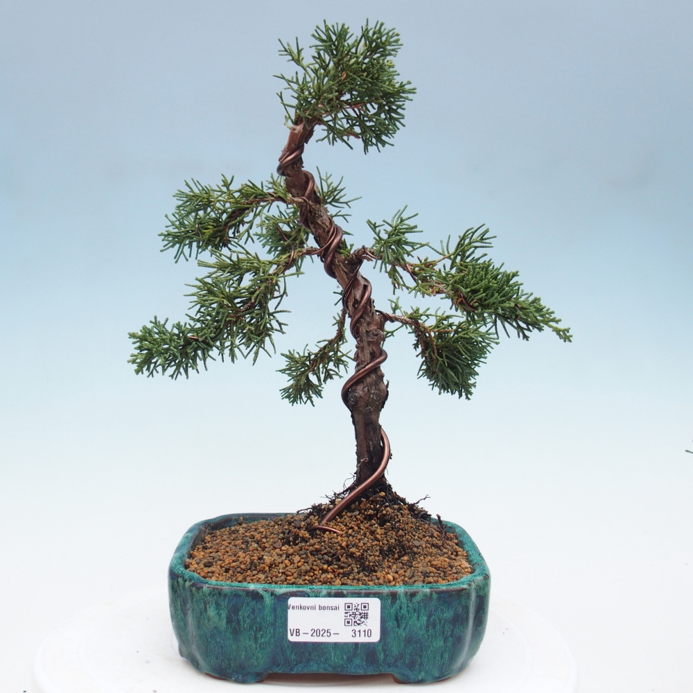 Bonsai im Freien - Juniperus chinensis Kishu - Chinesischer Wacholder