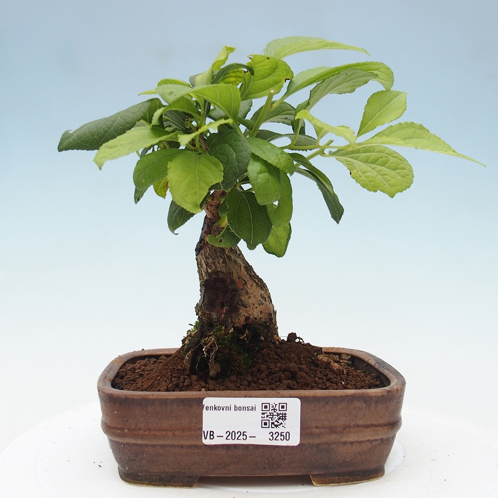 Outdoor-Bonsai - Celastrus Jesenec