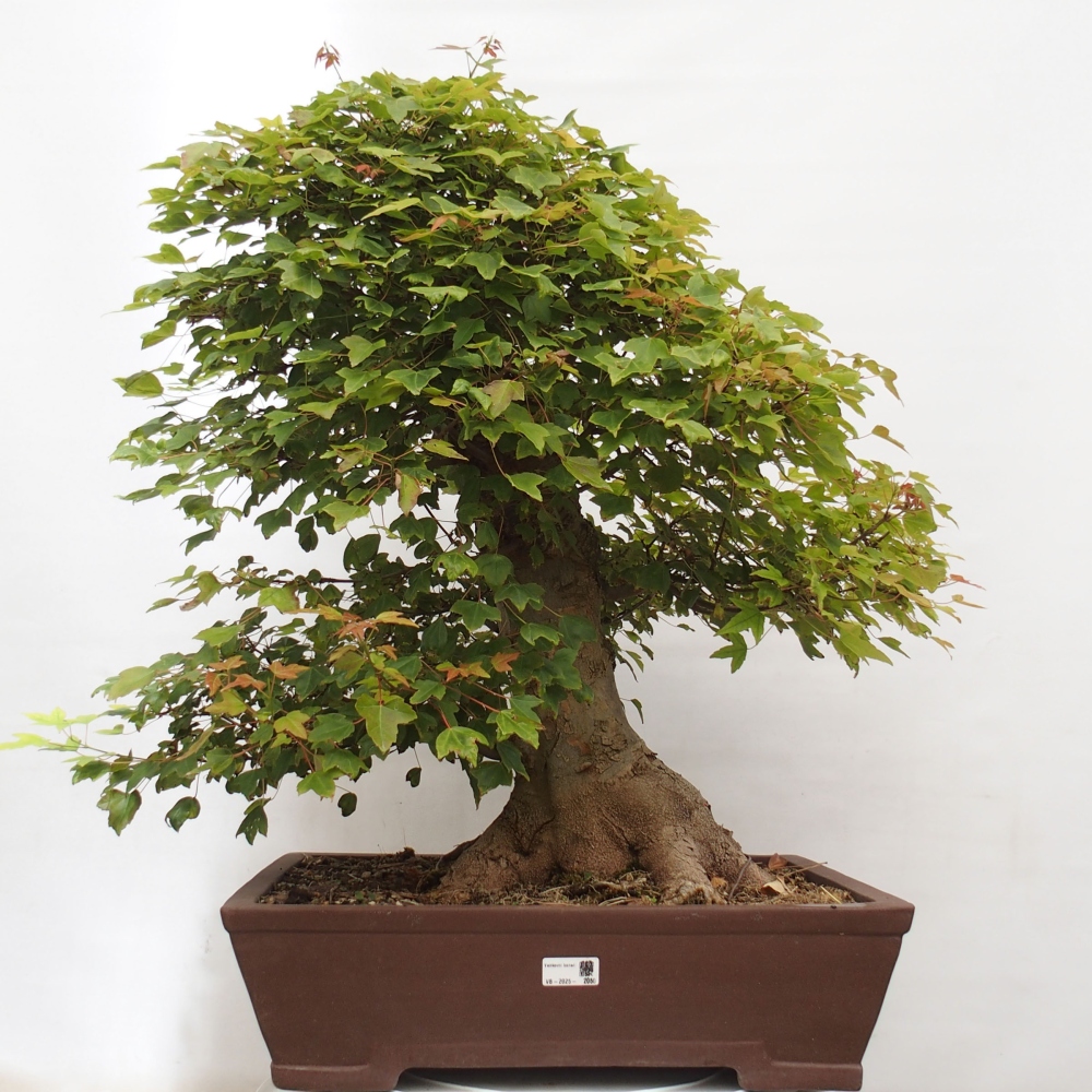 Bonsai im Freien - Ahorn Buergerianum - Burger Maple