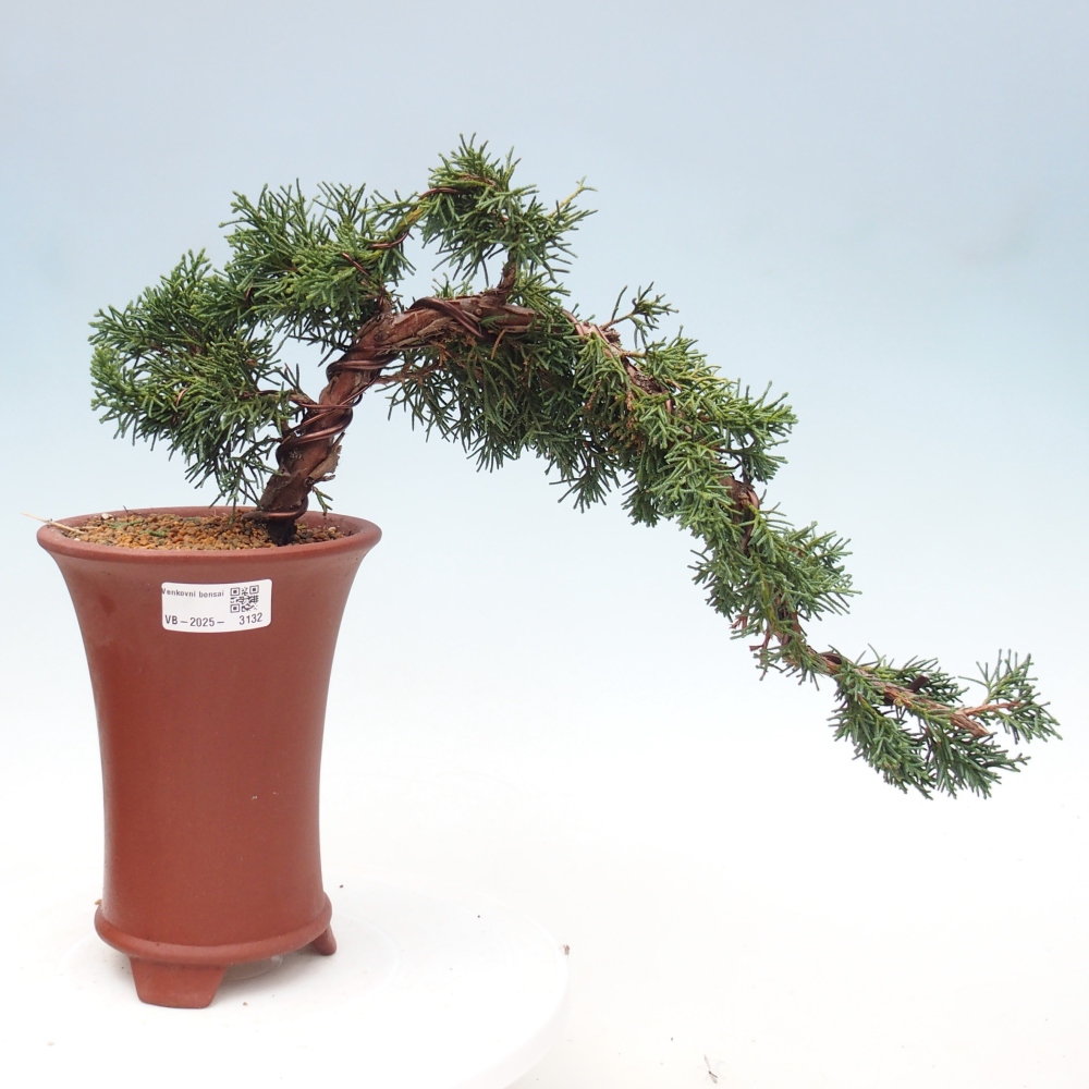 Bonsai im Freien - Juniperus chinensis Kishu - Chinesischer Wacholder
