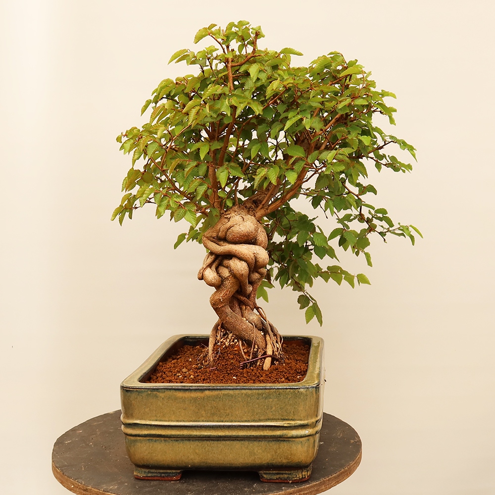Bonsai im Freien - Carpinus Coreana - Koreanische Hainbuche