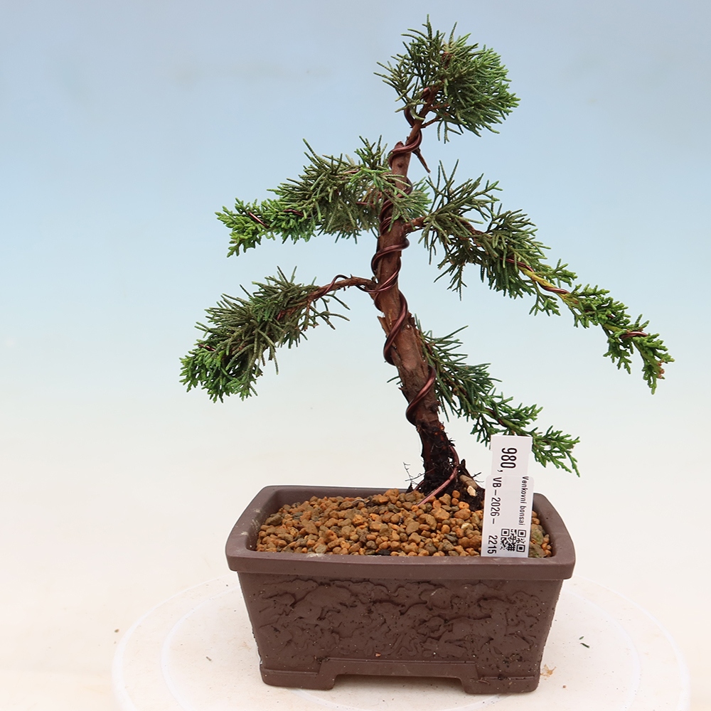 Bonsai für draußen - Juniperus chinensis Kishu