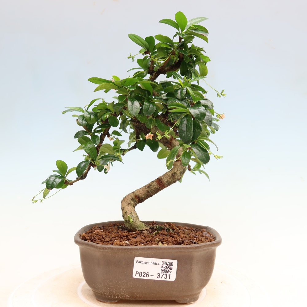 Zimmer-Bonsai - Carmona macrophylla - Tee-Fuki