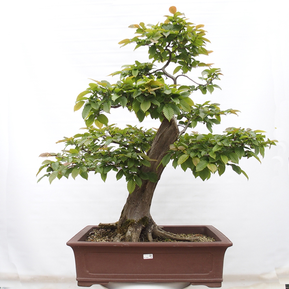 Bonsai im Freien - Hainbuche - Carpinus betulus