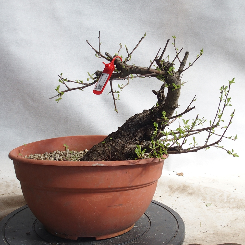 Outdoor Bonsai -Mahalebka - Prunus Mahaleb