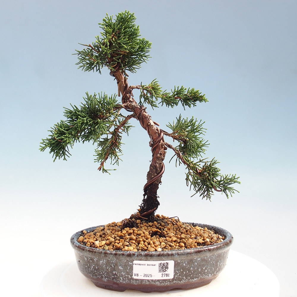 Bonsai im Freien - Juniperus chinensis Kishu - Chinesischer Wacholder