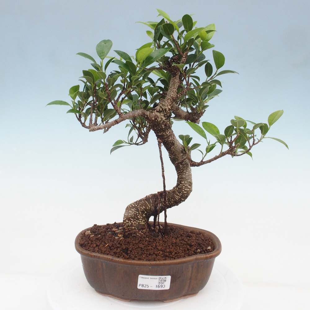 Indoor-Bonsai - Ficus retusa - kleiner Ficus