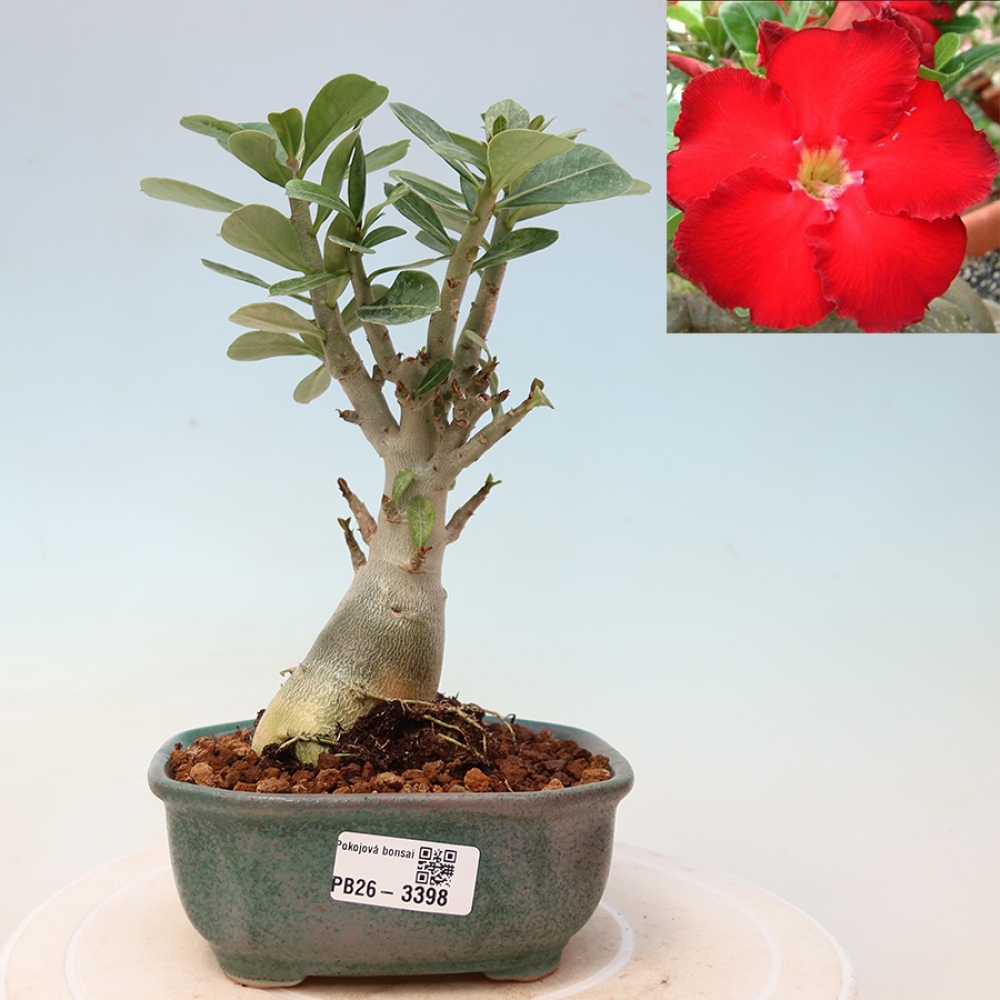 Zimmerbonsai – Adenium obesum „Red Star“ – Wüstenrose