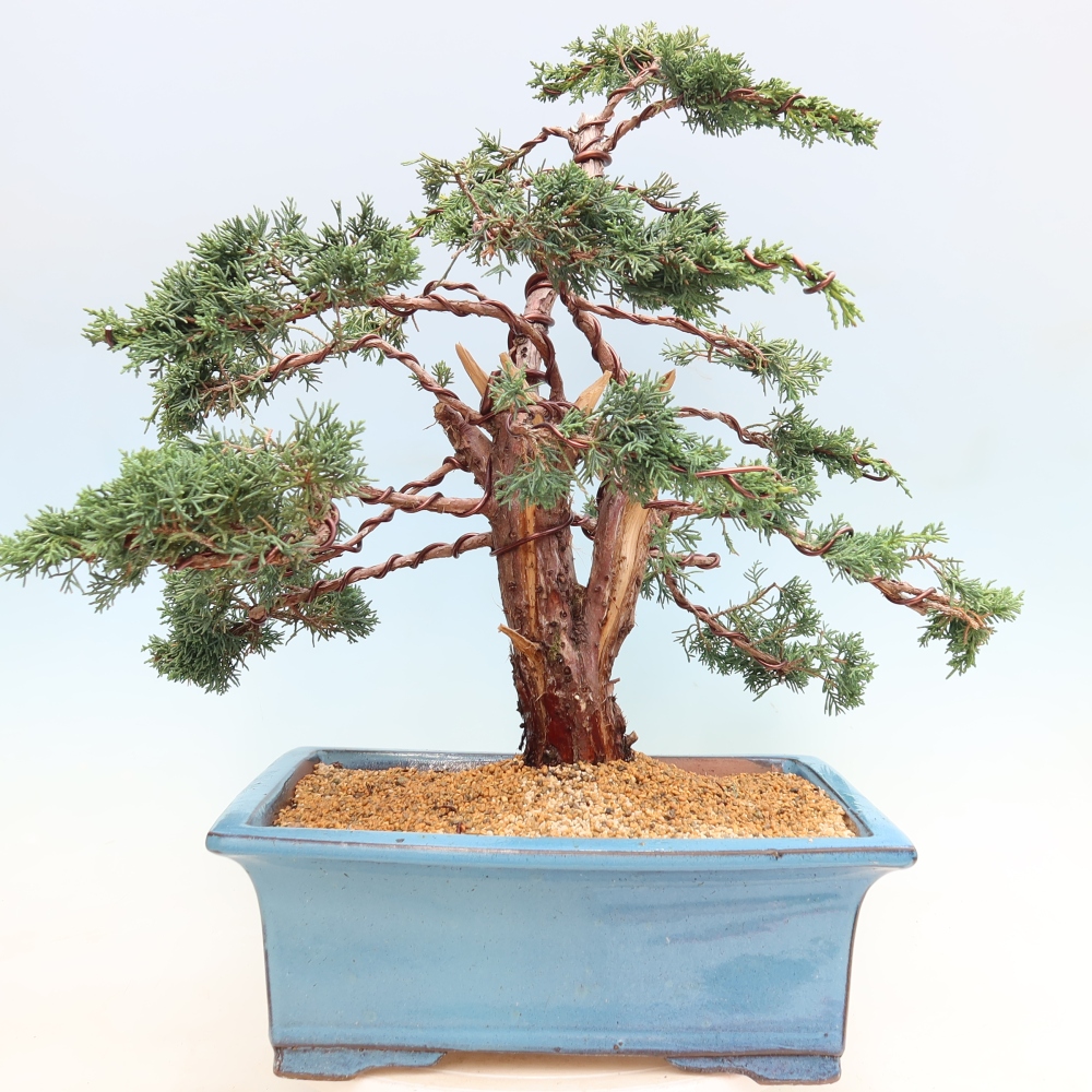 Bonsai für draußen - Juniperus chinensis Kishu