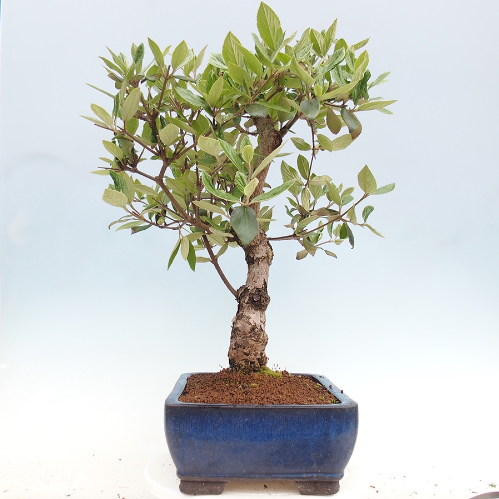 Outdoor-Bonsai-Kalina Bodnanská - Viburum carlesii