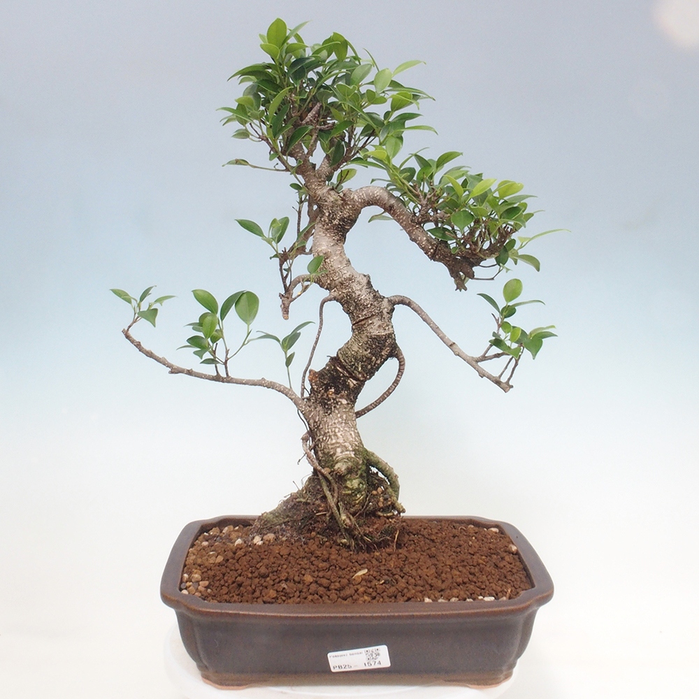 Zimmerbonsai - Ficus kimmen - kleinblättriger Ficus