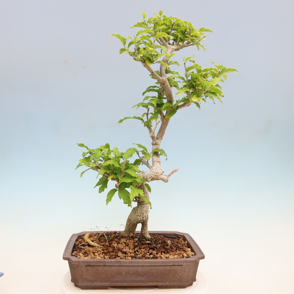 Bonsai für den Außenbereich – Hibiscus syriacus – Syrischer Hibiskus