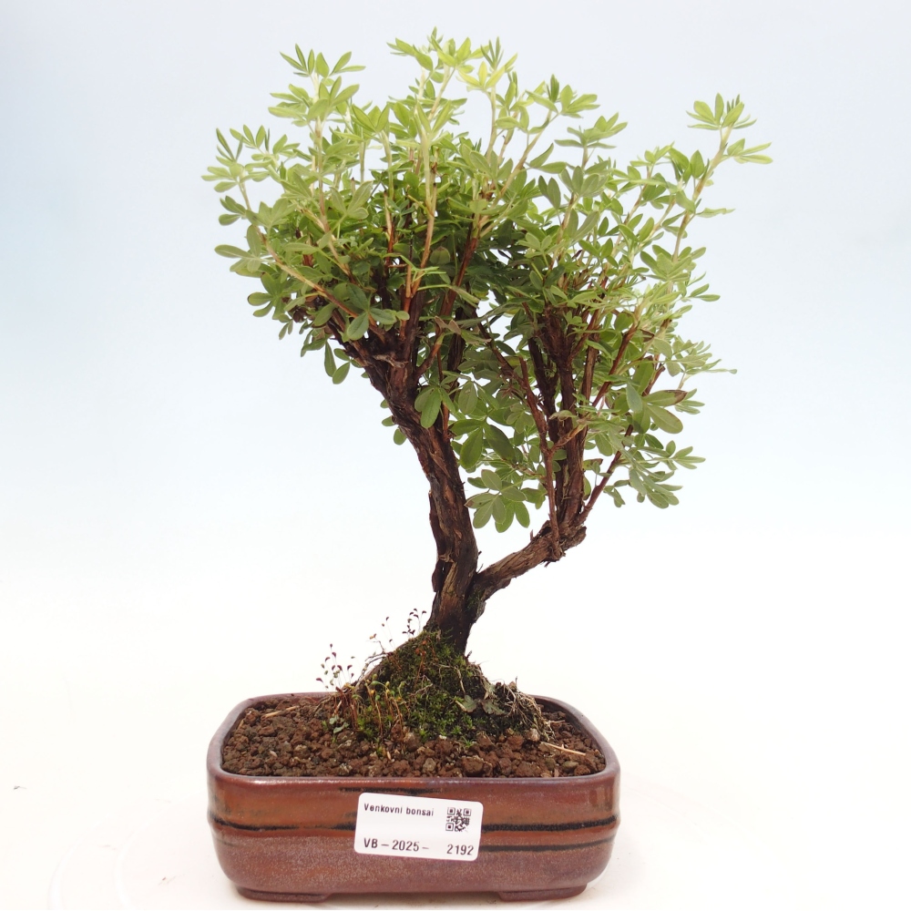 Outdoor-Bonsai-Fingerkraut - Potentila fruticosa gelber Vogel
