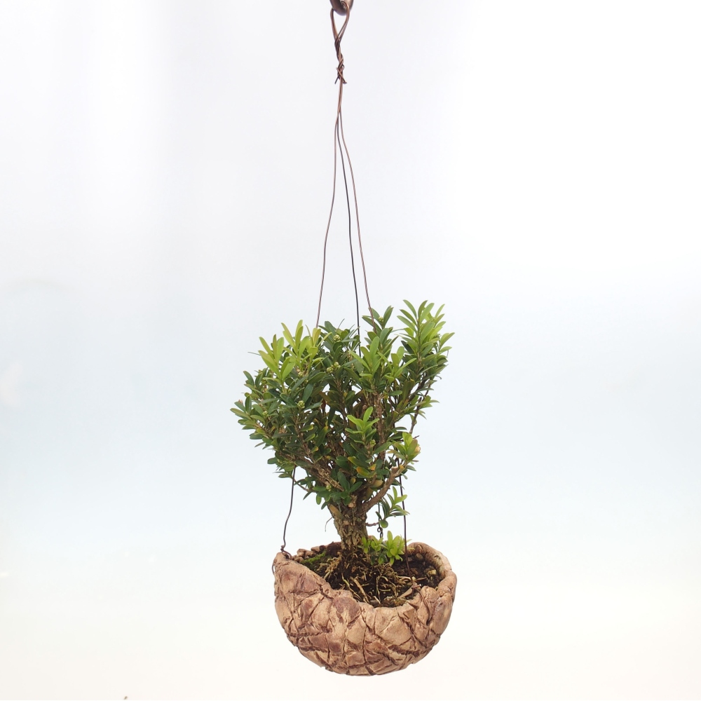 Kokedama in Keramik - Buxus harlandii - Korkbuxus