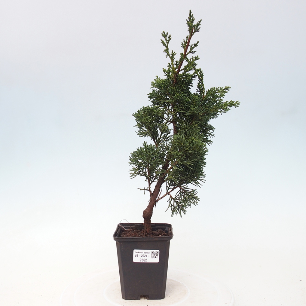 Outdoor-Bonsai - Juniperus chinensis Kishu - Chinesischer Wacholder