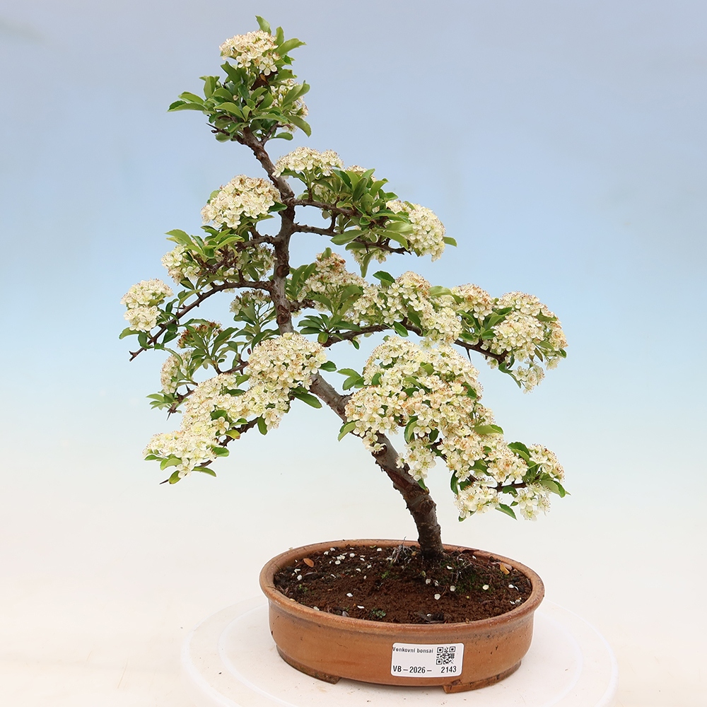 Bonsai für den Außenbereich – Pyracantha teton – Feuerdorn