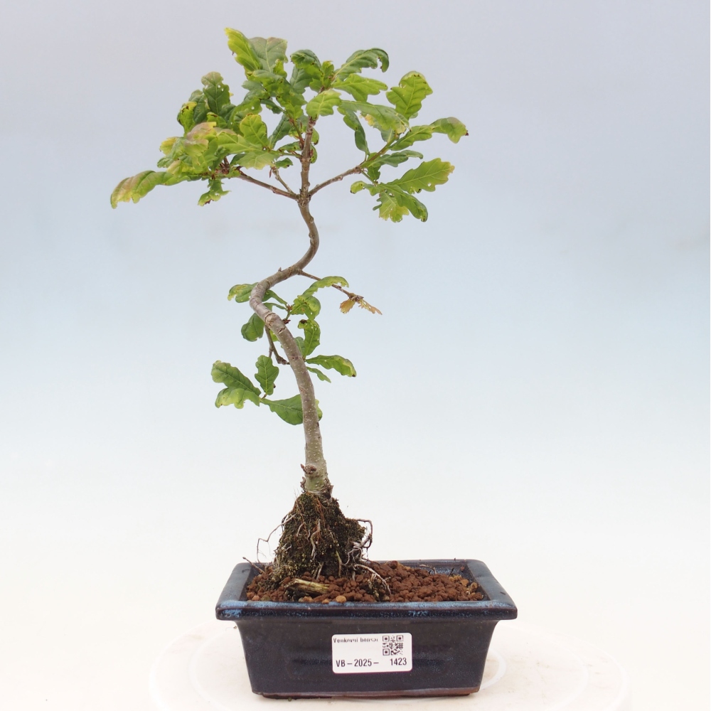 Outdoor-Bonsai - Quercus robur - Eiche
