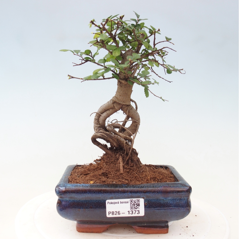 Zimmerbonsai - Ulmus parvifolia - Kleinblättrige Ulme