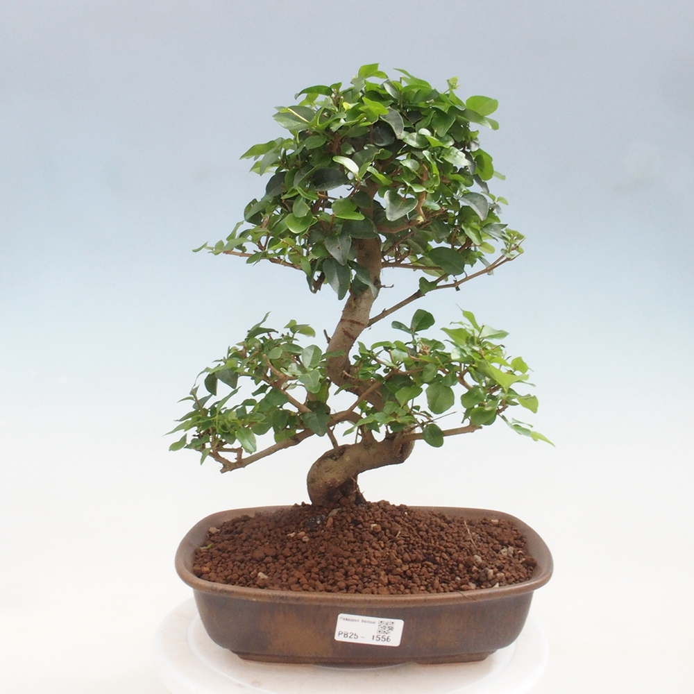 Zimmerbonsai -Ligustrum chinensis - Liguster