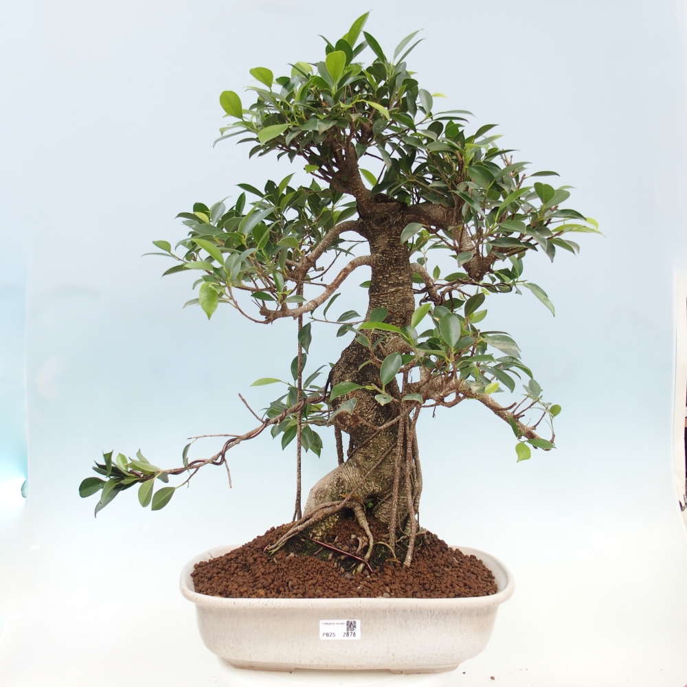 Zimmerbonsai - Ficus kimmen - kleinblättriger Ficus - NUR PERSÖNLICHE ABHOLUNG oder Palettentransport