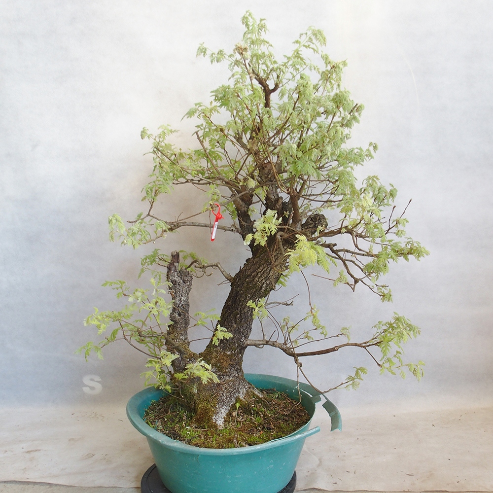 Freilandbonsai Quercus Cerris - Eiche Cer