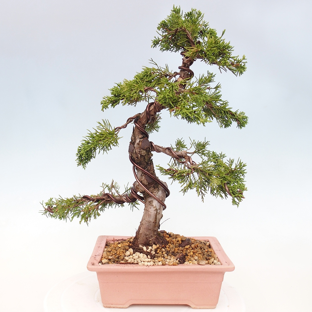 Outdoor bonsai - Juniperus chinensis Itoigawa - Chinese juniper