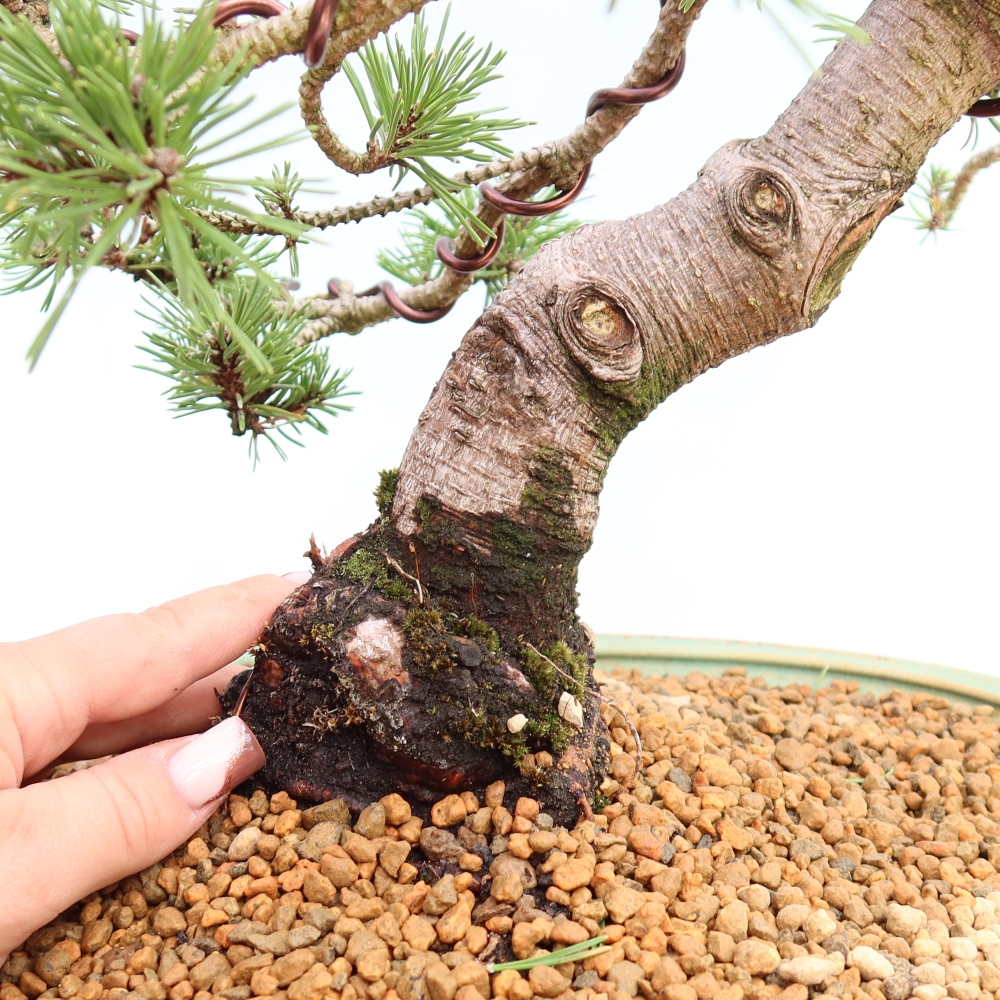 Bonsai für den Außenbereich – Pinus mugo Humpy – Zwergkiefer