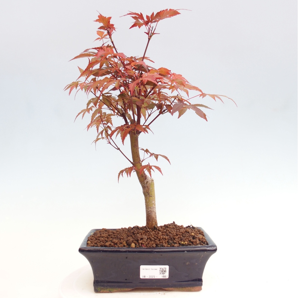 Bonsai im Freien - Acer-Palme. Atropurpureum-Palmenblatt-Ahorn