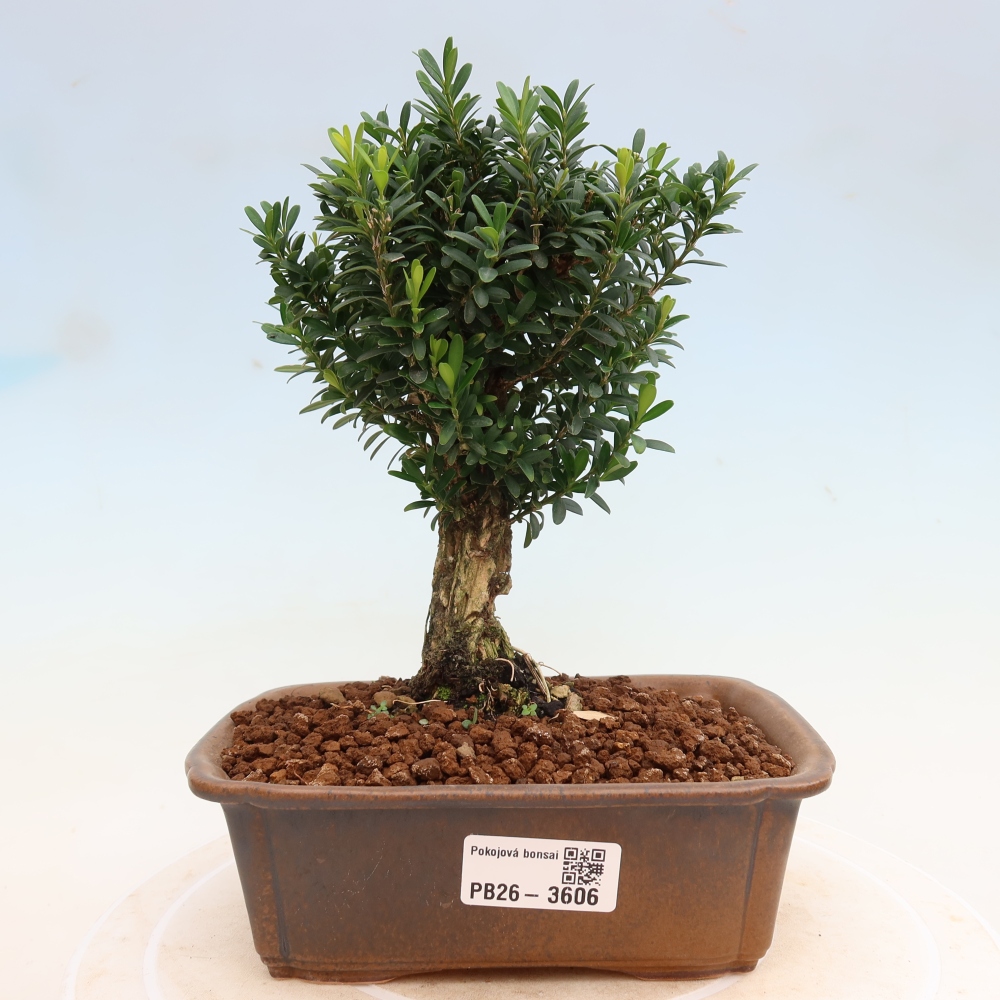 Zimmer Bonsai - Buxus harlandii - Korkbuxus