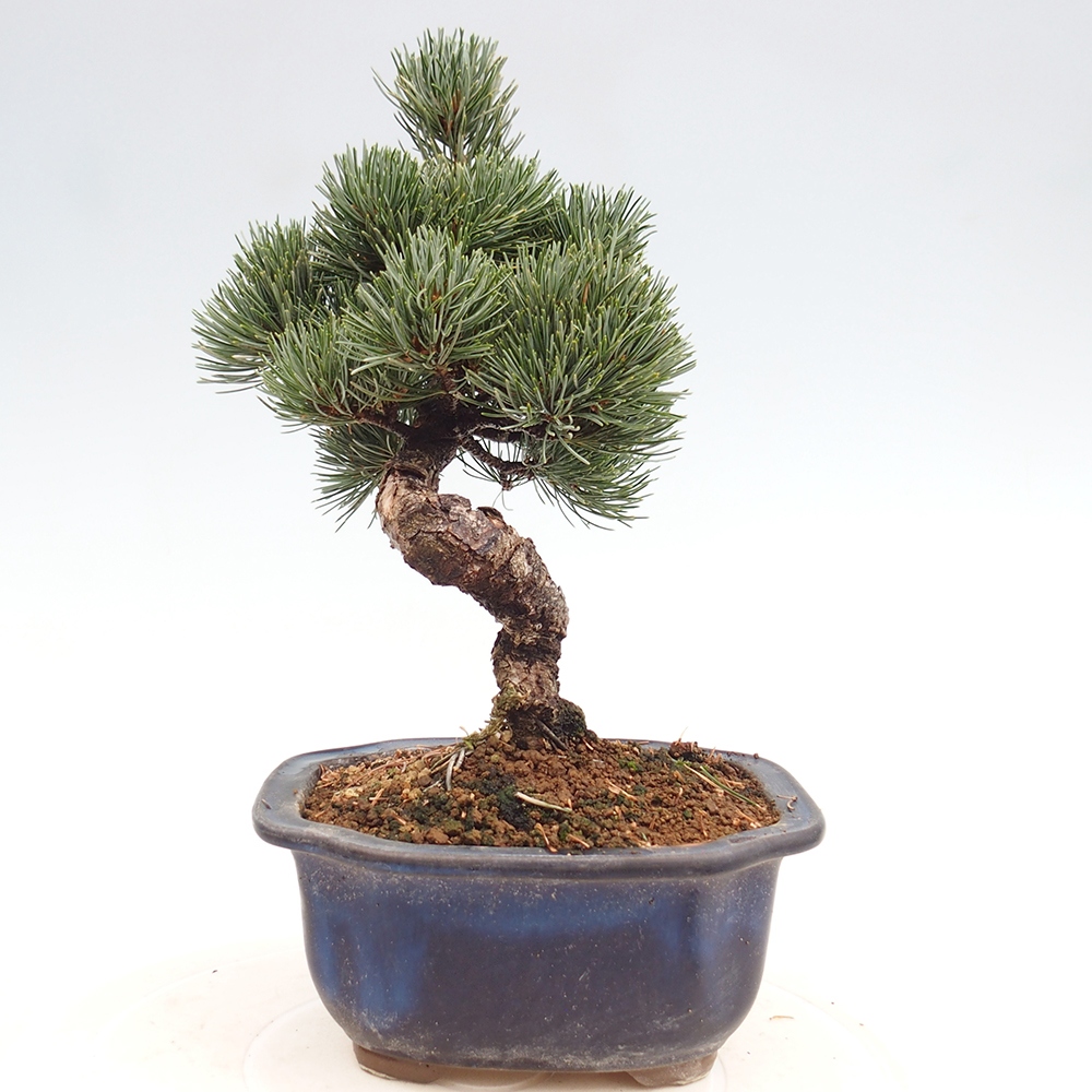 Bonsai im Freien - Pinus parviflora - kleine Kiefer