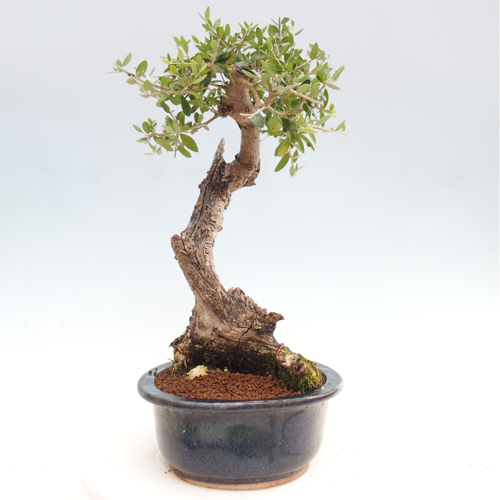 Indoor-Bonsai - Olea europaea sylvestris - Europäisches kleinblättriges Olivenöl