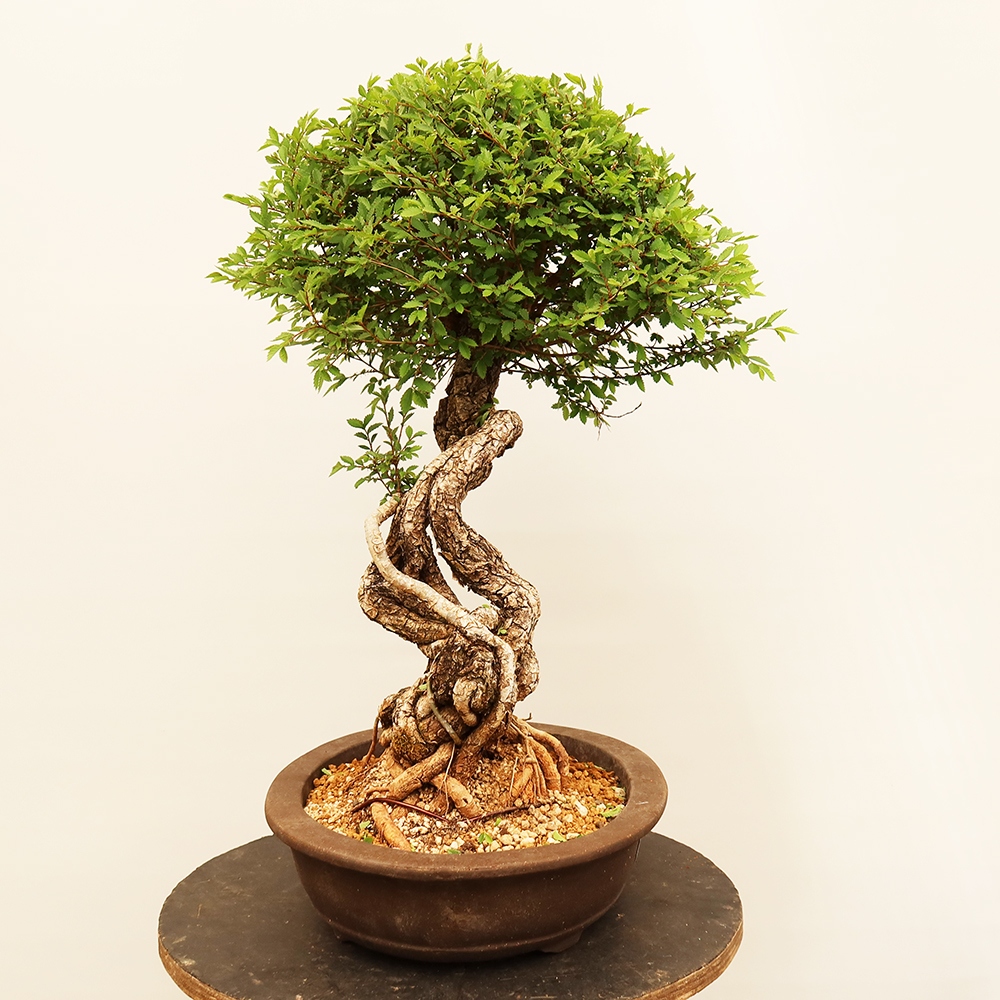 Bonsai im Freien - Zelkova - Zelkova NIRE