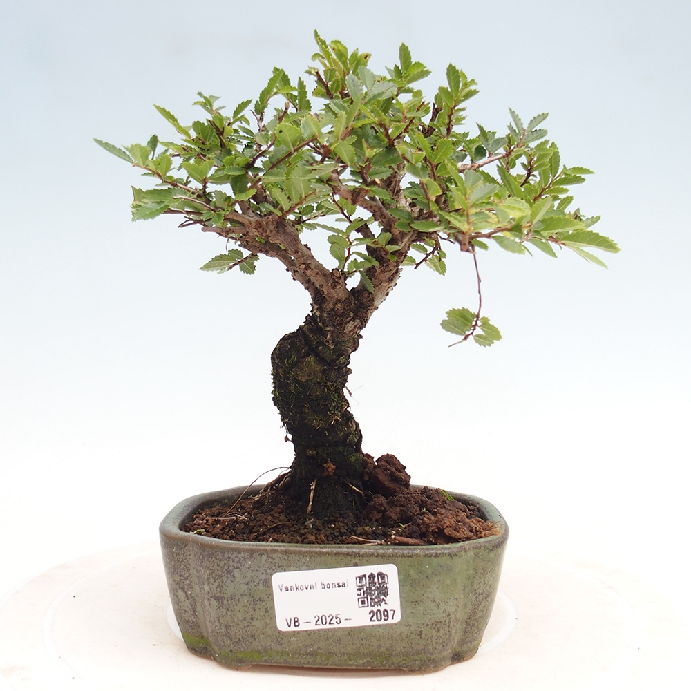 Bonsai im Freien - Zelkova - Zelkova NIRE