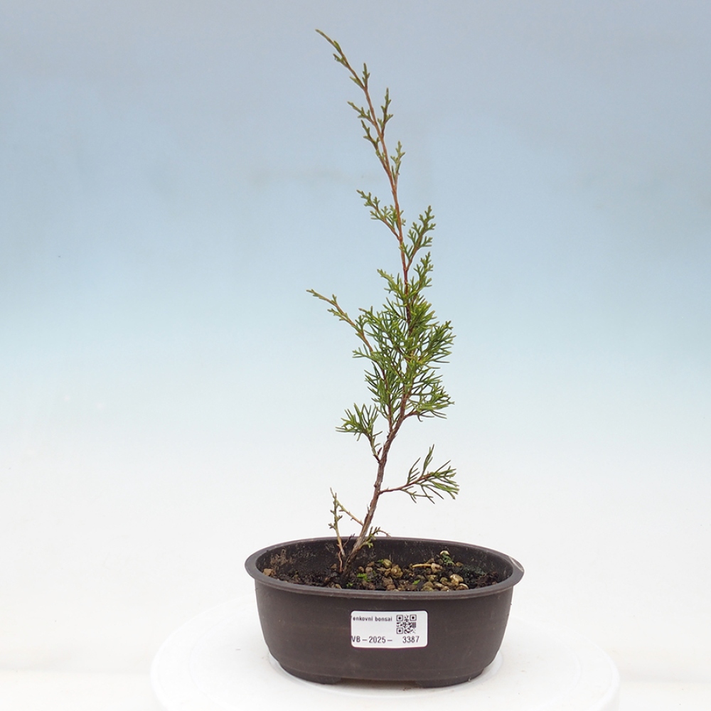 Outdoor bonsai - Juniperus chinensis Itoigawa - Chinese juniper