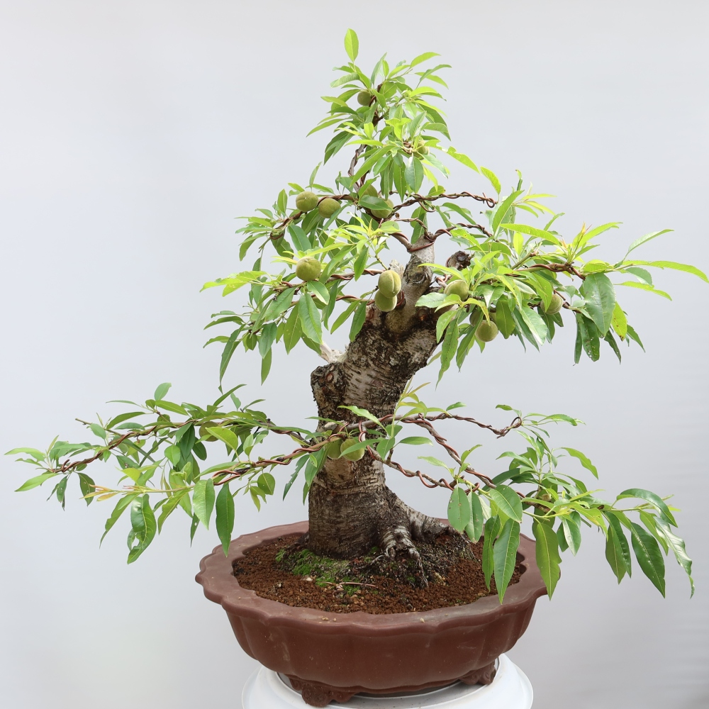 Bonsai im Freien – Prunus dulcis – Gewöhnlicher Mandelbaum