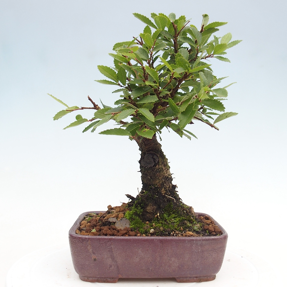 Bonsai im Freien - Zelkova - Zelkova NIRE