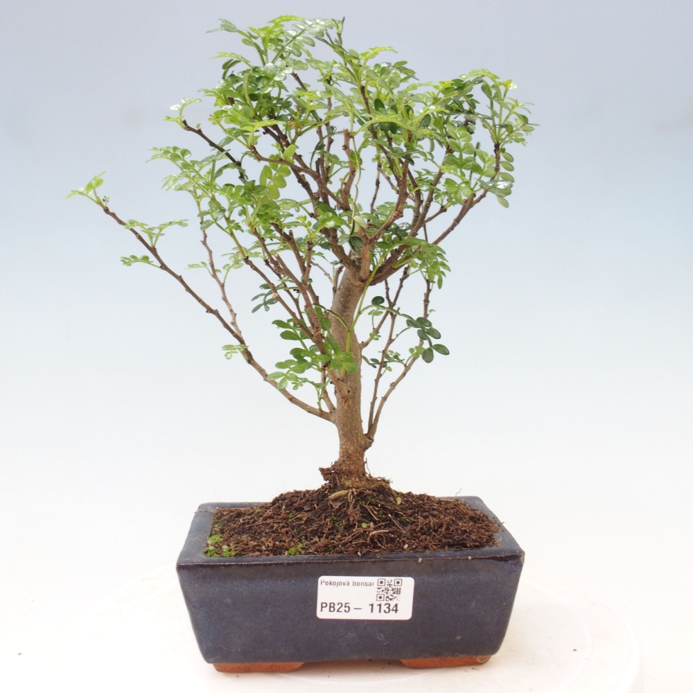 Indoor-Bonsai - Zantoxylum piperitum - Pfefferminze