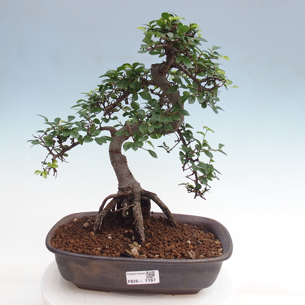 Zimmerbonsai - Ulmus parvifolia - Kleinblättrige Ulme