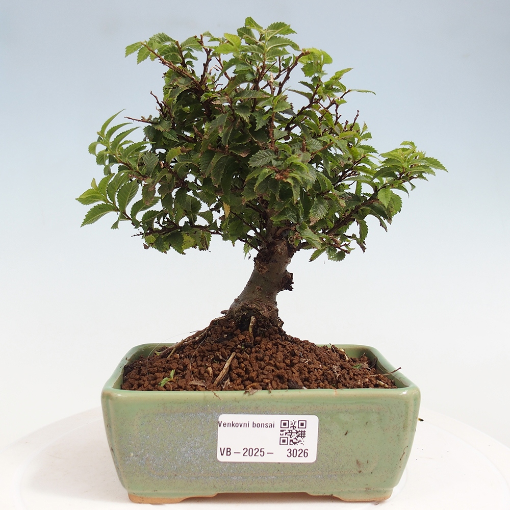 Bonsai im Freien - Ulmus parvifolia Sagei - Kleinblättrige Ulme