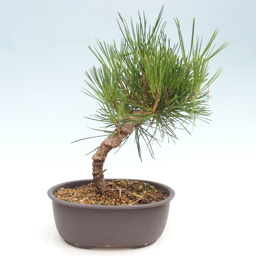 Bonsai im Freien - Pinus thunbergii - Thunbergia-Kiefer